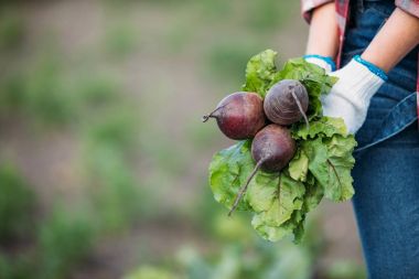 farmer holding beets in field clipart