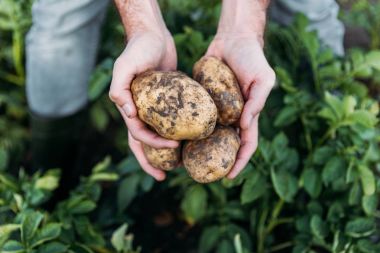 Çiftçi holding patates alanındaki