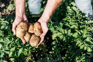 farmer holding potatoes in field clipart
