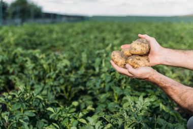 farmer holding potatoes in field clipart