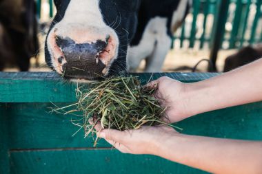 farmer feeding cow in stall  clipart
