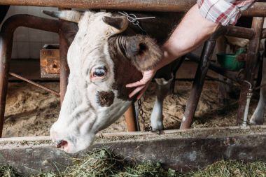 farmer feeding cow clipart