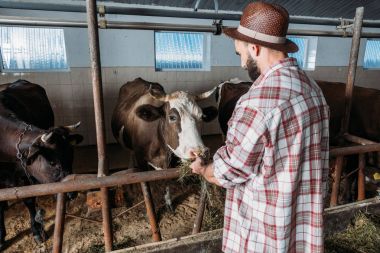male farmer feeding cows clipart