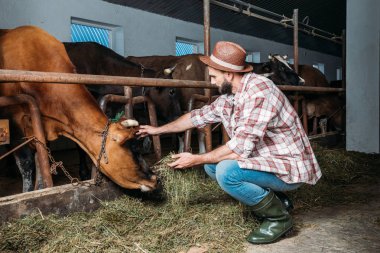 erkek çiftçi inek besleme