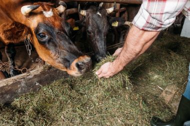 farmer feeding cows in stall clipart