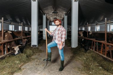 man with pitchfork feeding cows  clipart