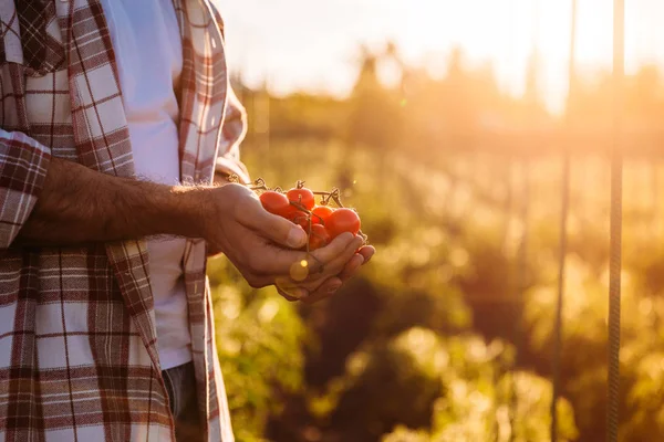 Agricoltore che detiene pomodori — Foto Stock