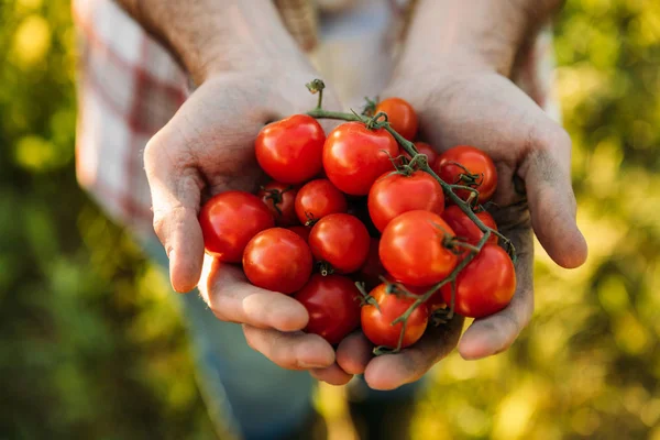 Landwirt hält Tomaten — Stockfoto