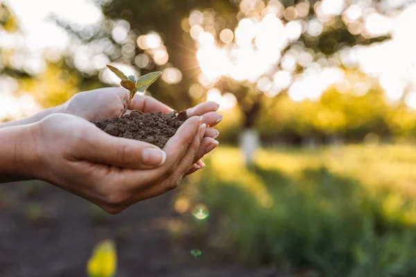 Mãos segurando planta jovem com solo — Fotografia de Stock