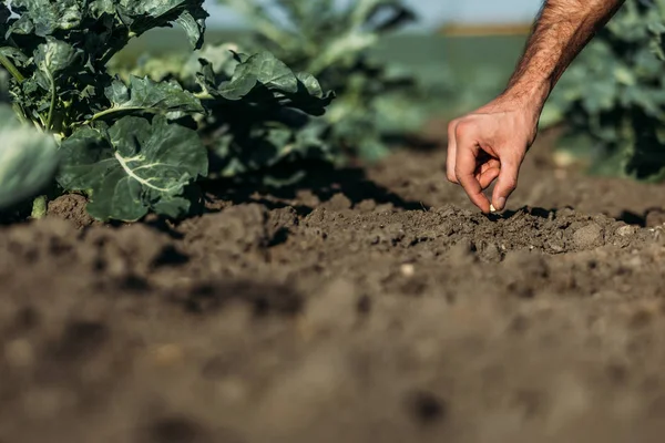 Farmer sowing seed — Stock Photo, Image