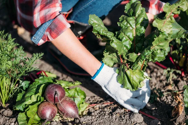 Agriculteur récolte des betteraves — Photo