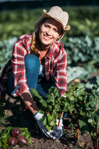 Agricultor que colhe beterrabas — Fotografia de Stock