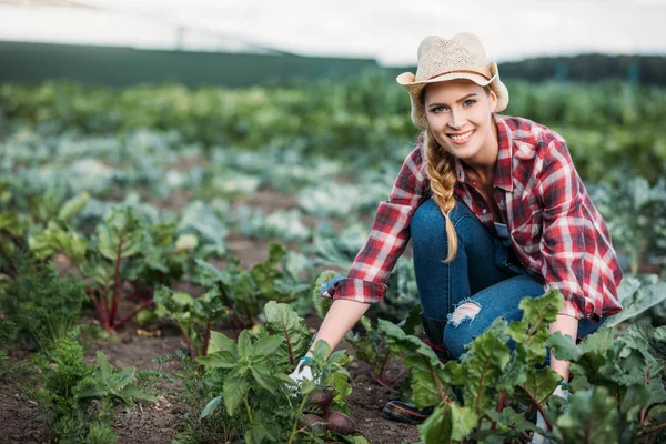 Agriculteur récolte des betteraves — Photo