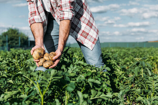 фермер держит картофель в поле
