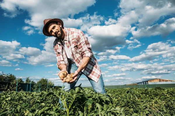 Farmer holding potatoes in field — Stock Photo, Image