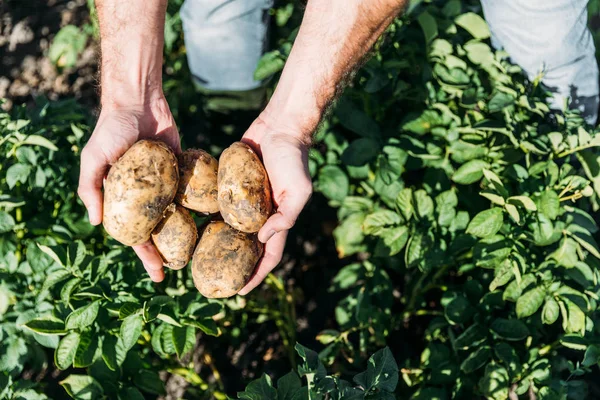 Фермер держит картофель в поле — стоковое фото