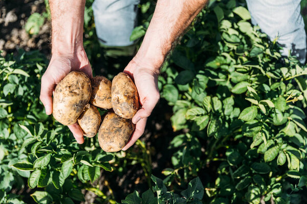 farmer holding potatoes in field