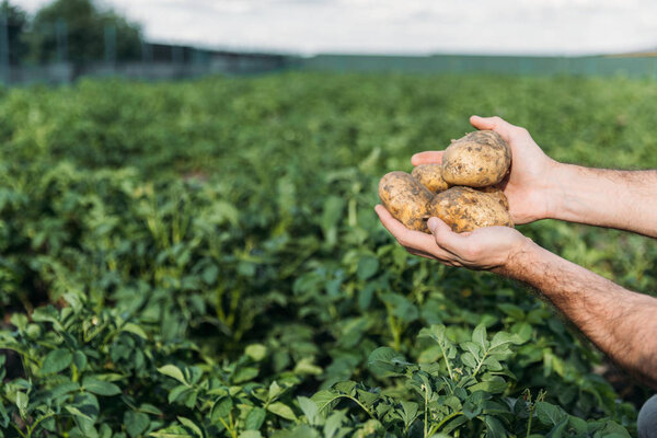 фермер держит картофель в поле
