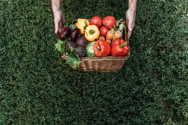 Cesto de exploração do agricultor com legumes — Fotografia de Stock