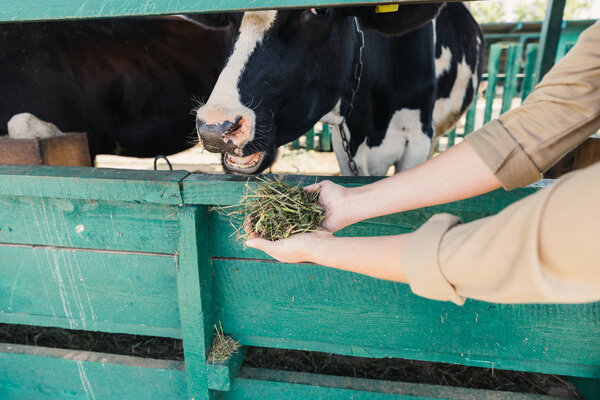 farmer feeding cows in stall 