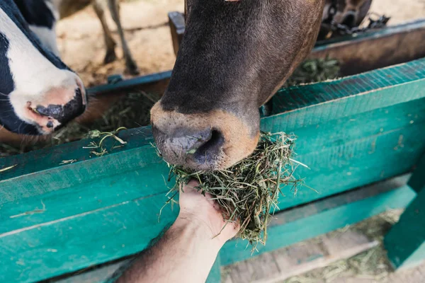Agricultor que alimenta vacas em estábulo — Fotografia de Stock