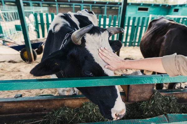 Farmer feeding cow — Stock Photo, Image