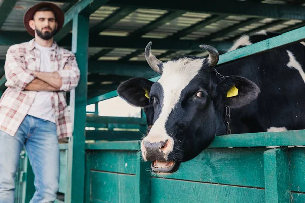 Agriculteur regardant vache en stalle — Photo