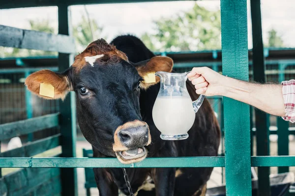 Agricultor con leche fresca en establo — Foto de Stock