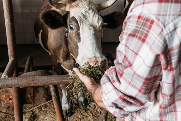 Farmer feeding cow — Stock Photo, Image