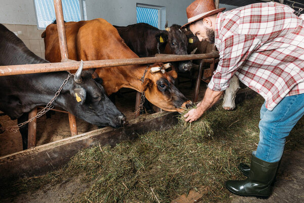 male farmer feeding cows