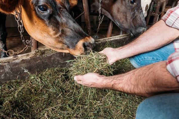 Agricultor que alimenta vacas em estábulo — Fotografia de Stock