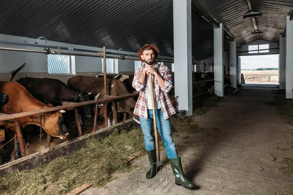 Man with pitchfork feeding cows — Stock Photo, Image