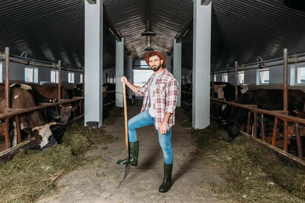 Man with pitchfork feeding cows — Stock Photo, Image