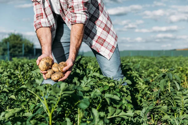 Landwirt hält Kartoffeln auf Feld Stockbild