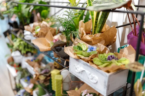 Свежие растения в цветочном магазине — стоковое фото