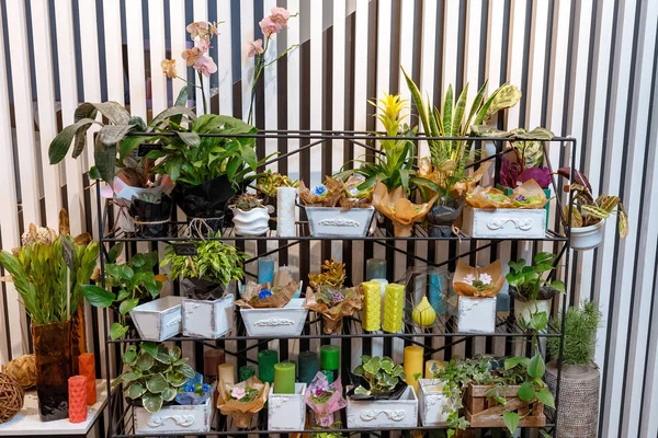 Plantes fraîches dans la boutique de fleurs — Photo