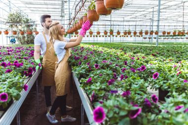 Couple of gardeners in gloves working in greenhouse with flowers clipart