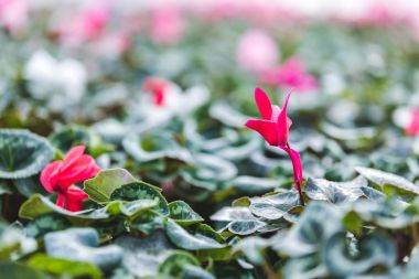 Pink Cyclamen flower among green leaves in greenhouse clipart