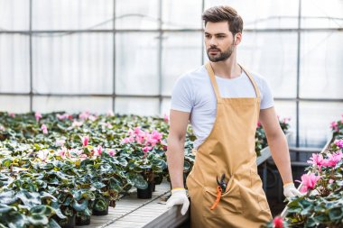 Genç erkek bahçıvan Siklamen çiçekler sera içinde dikim
