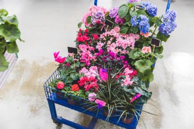 Metal cart with blooming flowers in pots with empty tags clipart