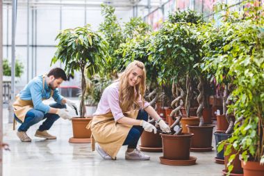 Bahçıvanlar ficus glasshouse içinde dikim kürek ile birkaç