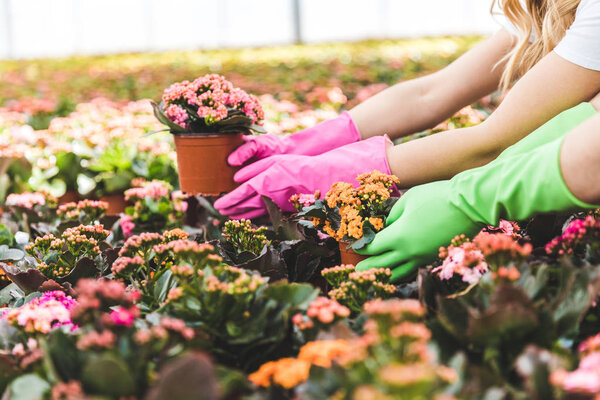 Close-up view of gardeners arranging flowers in greenhouse