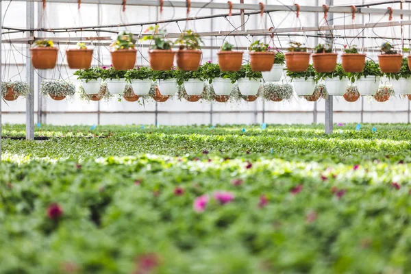 Pots Blooming Flowers Plants Greenhouse — Stock Photo, Image