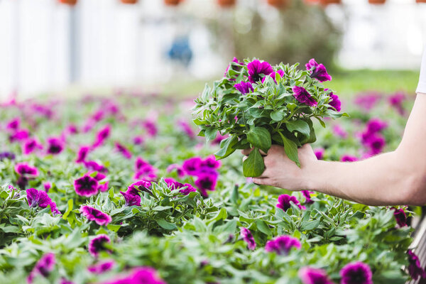 Cropped view of purple flowers in hands of gardener