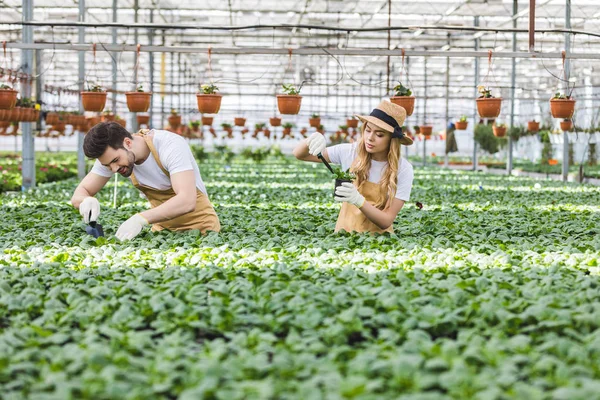 Jardineiros Sorridentes Plantando Flores Estufa — Fotografia de Stock