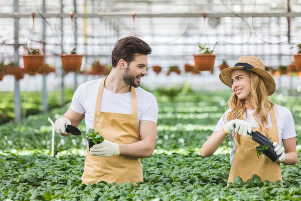 Pareja Jardineros Plantando Flores Invernadero — Foto de Stock