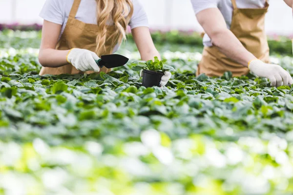 Vista Cerca Los Jardineros Con Palas Plantando Flores Vivero — Foto de Stock