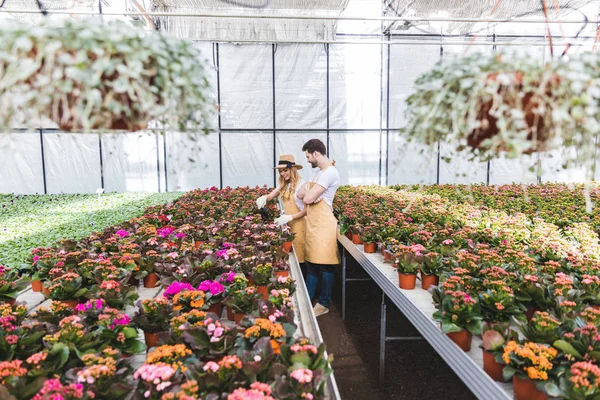 Coppia Giardinieri Che Sistemano Vasi Con Fiori Serra — Foto Stock