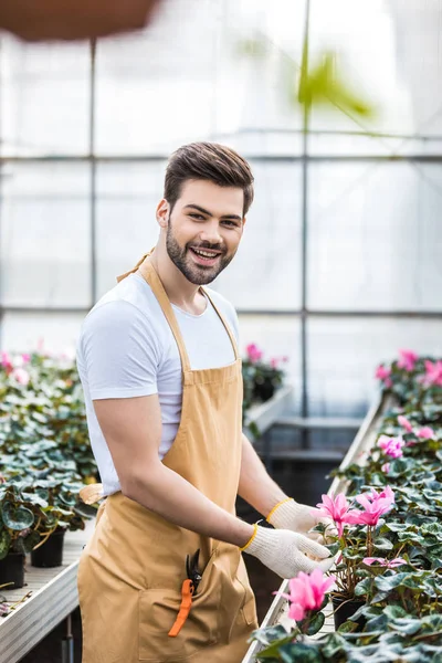 Young Male Gardener Arranging Cyclamen Flowers Glasshouse — Stock Photo, Image