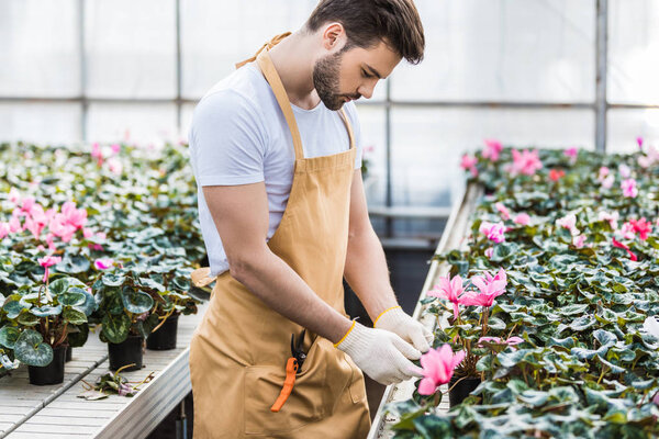 Handsome gardener planting Cyclamen flowers in greenhouse